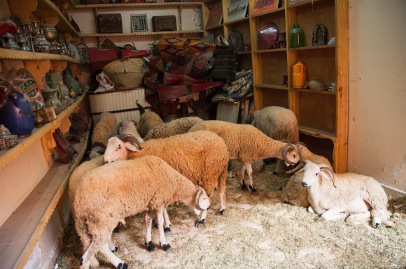 Sheep in shop