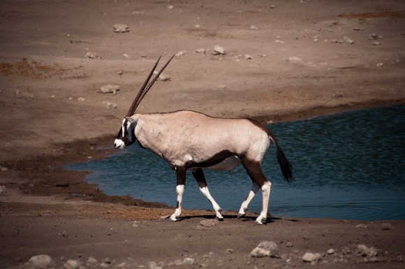 Oryx = Přímorožec